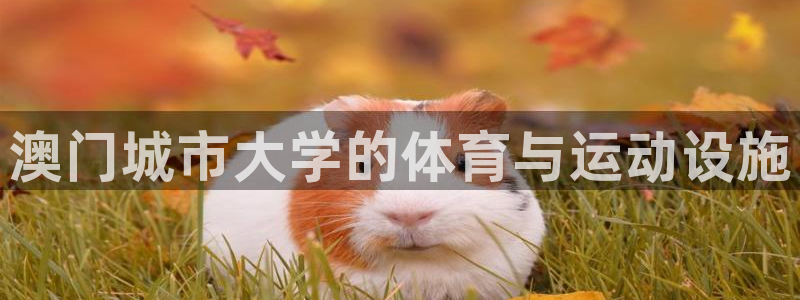 意昂体育4招商电话号码查询是多少：澳门城市大学的体育